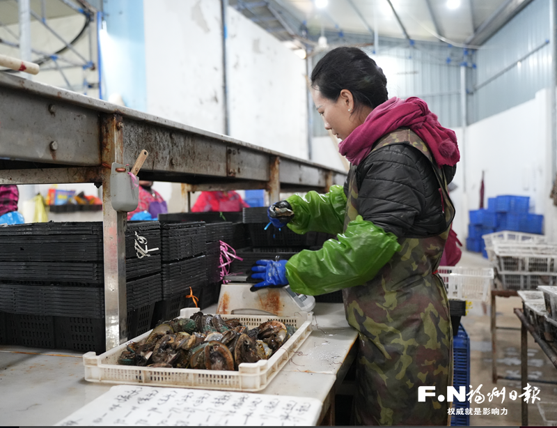 搭乘“特快专列”一路锁住鲜味 连江鲍鱼从大海“直游”全国