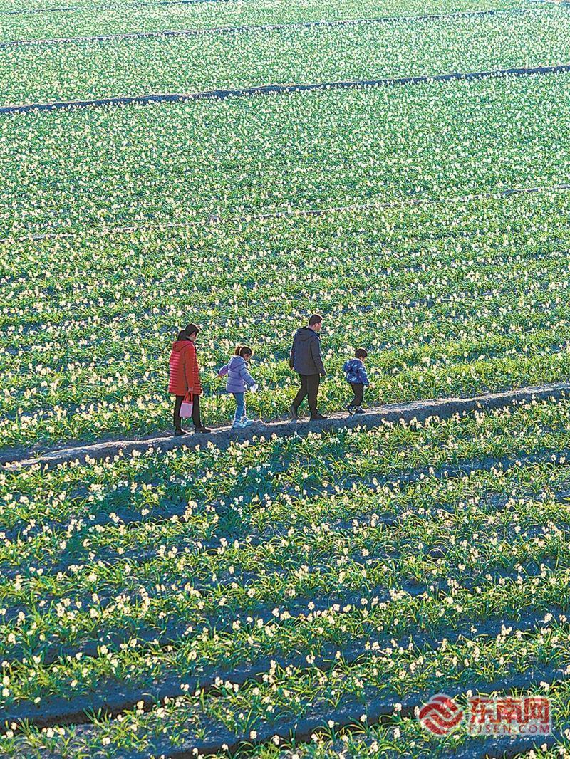 漳州：水仙花连片盛放 满园芬芳引客来