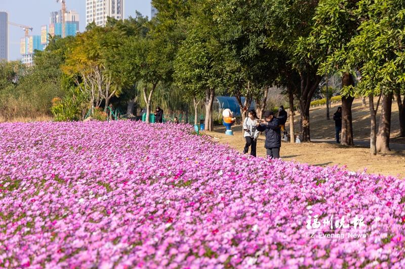 波斯菊花海营造&ldquo;粉色浪漫&rdquo;