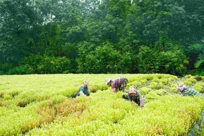 
南京市胸科医院马国栋董常青黄牛挂号电话以高山之名回馈自然，植物医生董事长解勇多了一个“新身份”
