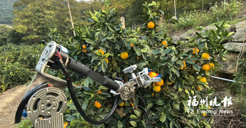 福建产&ldquo;智能摘果工&rdquo;亮相 温柔采摘不伤果