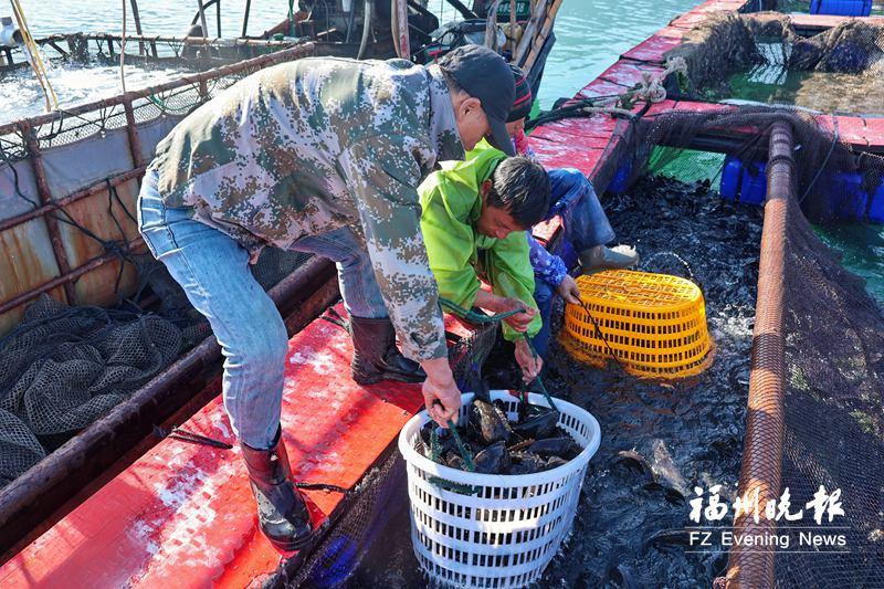 新春将至&ldquo;年鱼&rdquo;上市