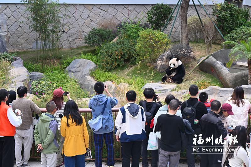 光阴的故事：大熊猫和福州的49载情缘