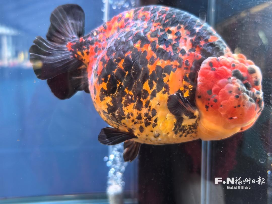 福州兰寿金鱼获2026年福建省金鱼鉴赏赛全场总冠军