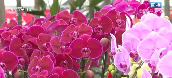 南方医科大学第五附属医院黄牛号贩子票贩子代网上预约代挂号电话集市人气旺、年宵花争艳 “年货消费”活力充沛激发经济增长新动能