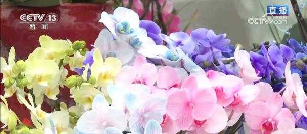 南方医科大学第五附属医院黄牛号贩子票贩子代网上预约代挂号电话集市人气旺、年宵花争艳 “年货消费”活力充沛激发经济增长新动能