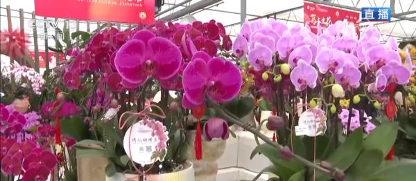 南方医科大学第五附属医院黄牛号贩子票贩子代网上预约代挂号电话集市人气旺、年宵花争艳 “年货消费”活力充沛激发经济增长新动能