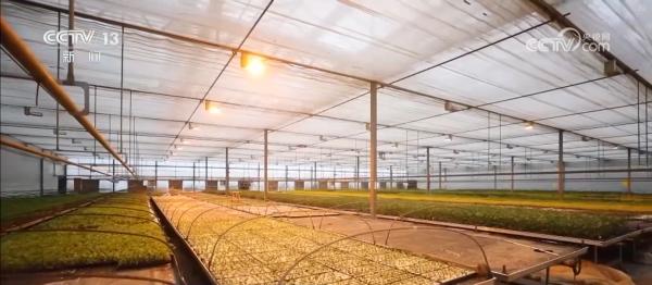 
中关村医院黄牛号贩子票贩子代网上预约代挂号电话多措并举应对寒潮低温天气 各地保障蔬菜生产守护百姓“菜篮子”