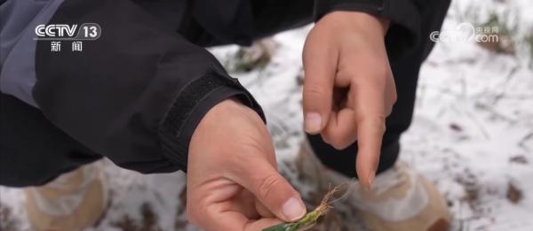 
中关村医院黄牛号贩子票贩子代网上预约代挂号电话多措并举应对寒潮低温天气 各地保障蔬菜生产守护百姓“菜篮子”