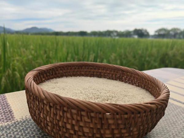 2025年10月在广州市增城区拍摄的“增城丝苗米”。新华社记者徐鹏航摄 