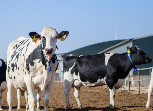
成都医院黄牛号贩子票贩子代网上预约代挂号电话利率不超5%，累计放款1380亿！蒙牛以金融“活水”赋能全产业链共荣