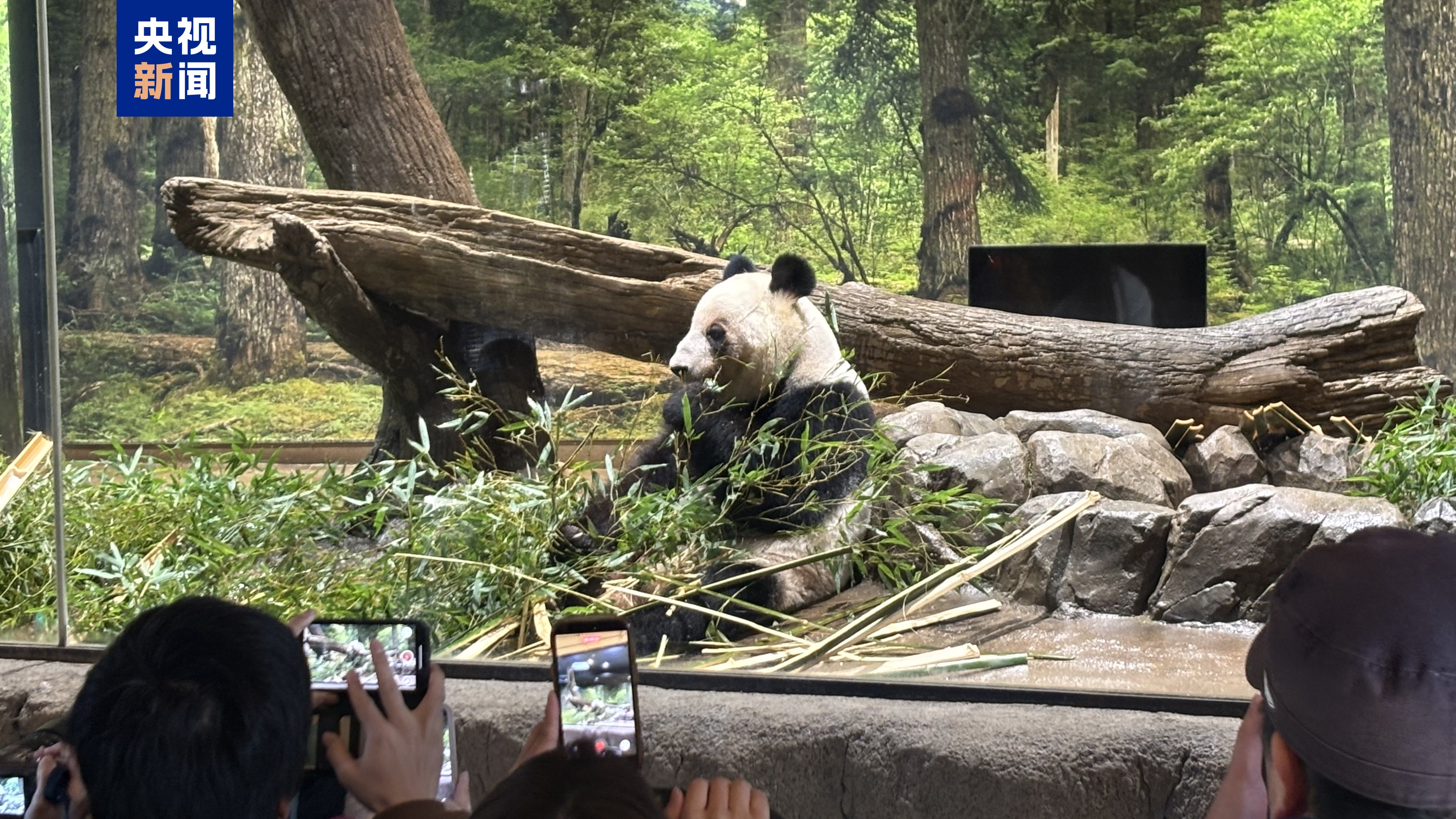 最后一天“打卡上班” 旅日大熊猫将返回中国