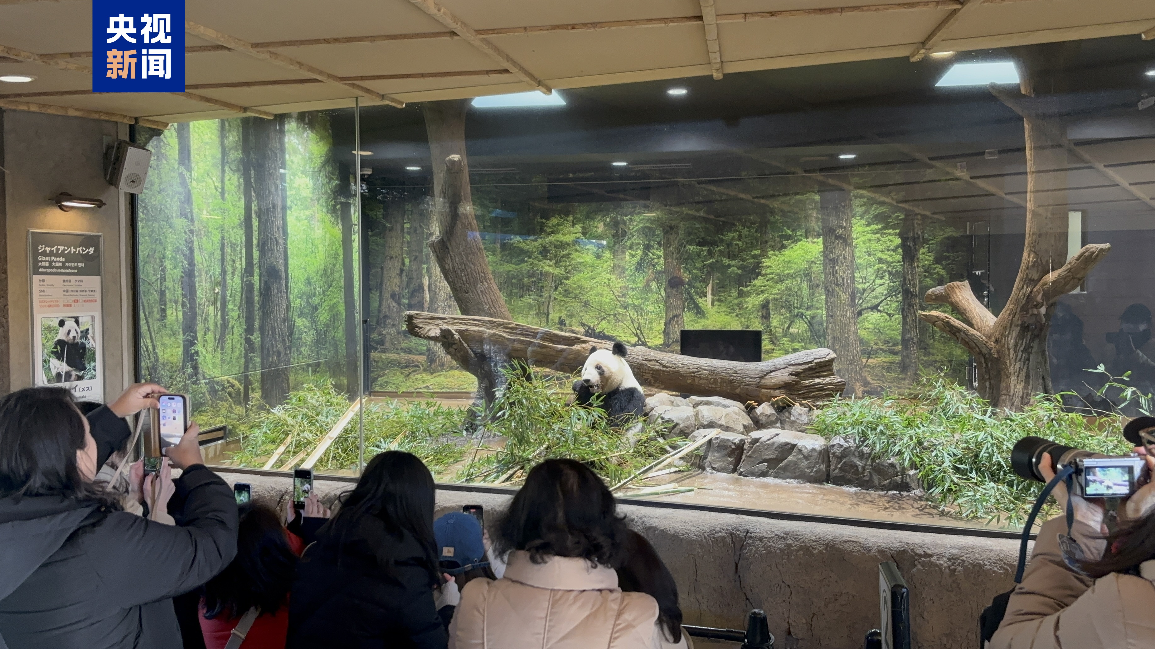 最后一天“打卡上班” 旅日大熊猫将返回中国