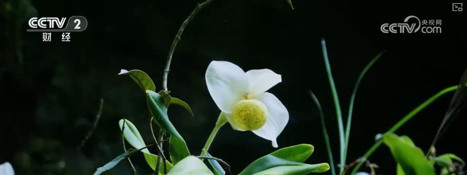 
上海交通大学医学院附属新华医院崔心刚曲发军黄云腾华丽房定珠马杰周莹吕凡王奕黄牛挂号电话向“好”向“新”向“绿”，新突破！多领域捷报频传 经济发展“新”动力更足