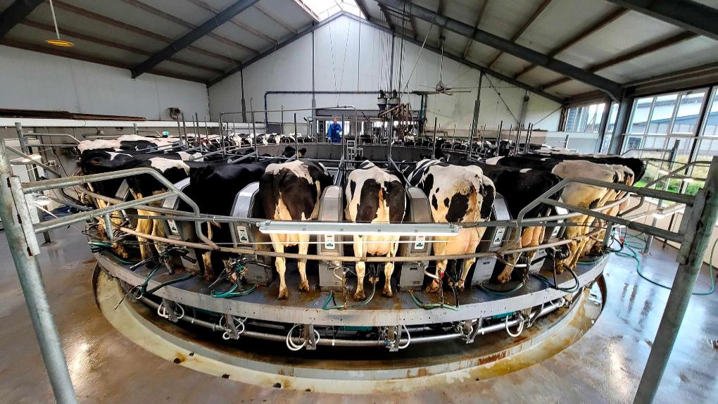 荷兰发现奶牛感染禽流感 或为美国以外首例