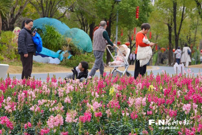 福州鹤林生态公园五色金鱼草走红