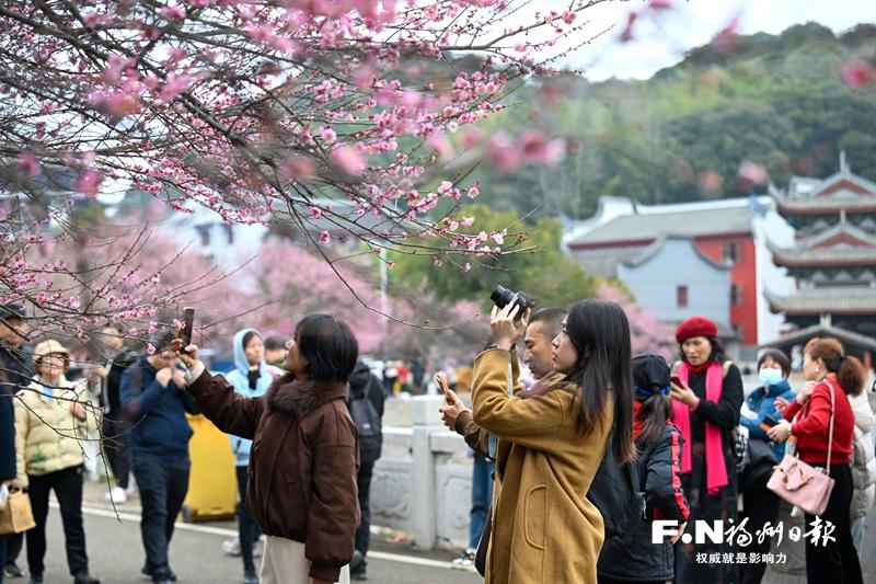 寒冬腊月 山中“梅”景等你来