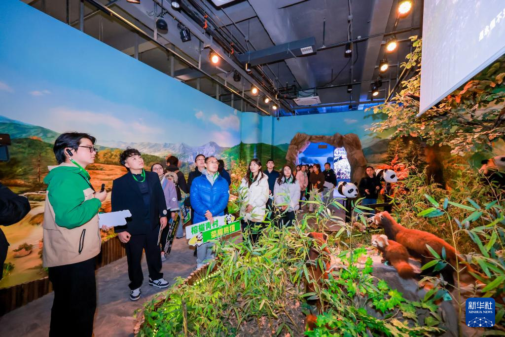 台湾青年探访福州熊猫世界 聆听两岸交流故事