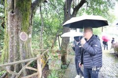 
玉泉医院黄牛号贩子票贩子代网上预约代挂号电话闽清法院为古树名木筑牢生