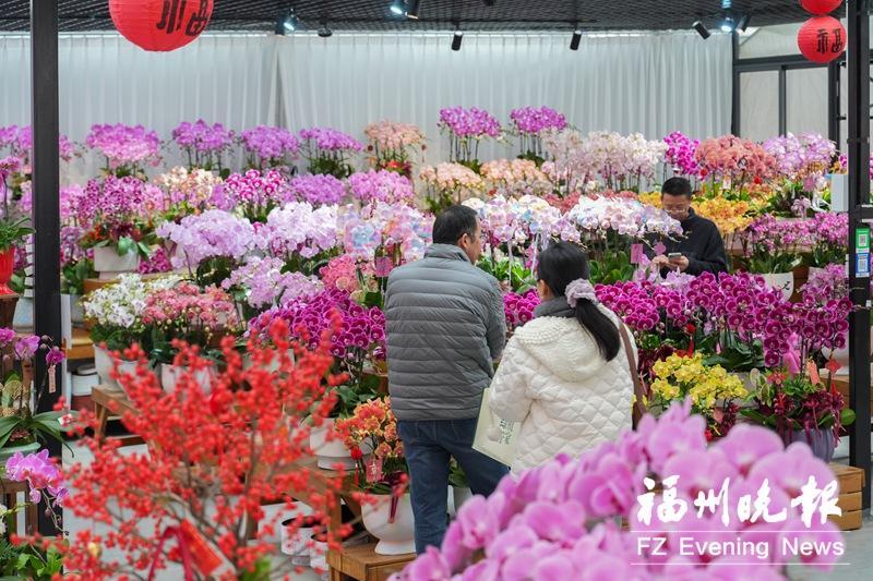 水仙、永春金豆、兰花、百合……逛新春花市赏八闽花韵