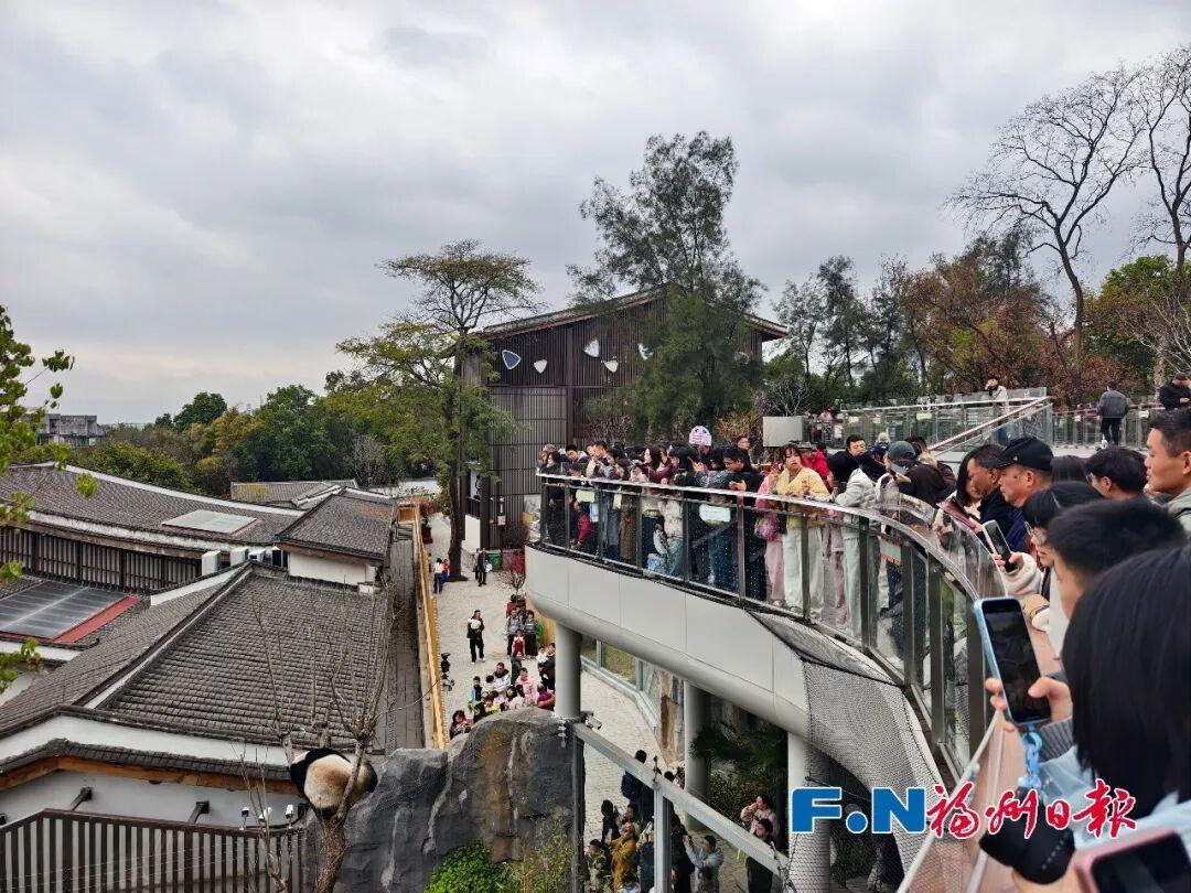 熊猫马年迎游客！福州“福”气满满！