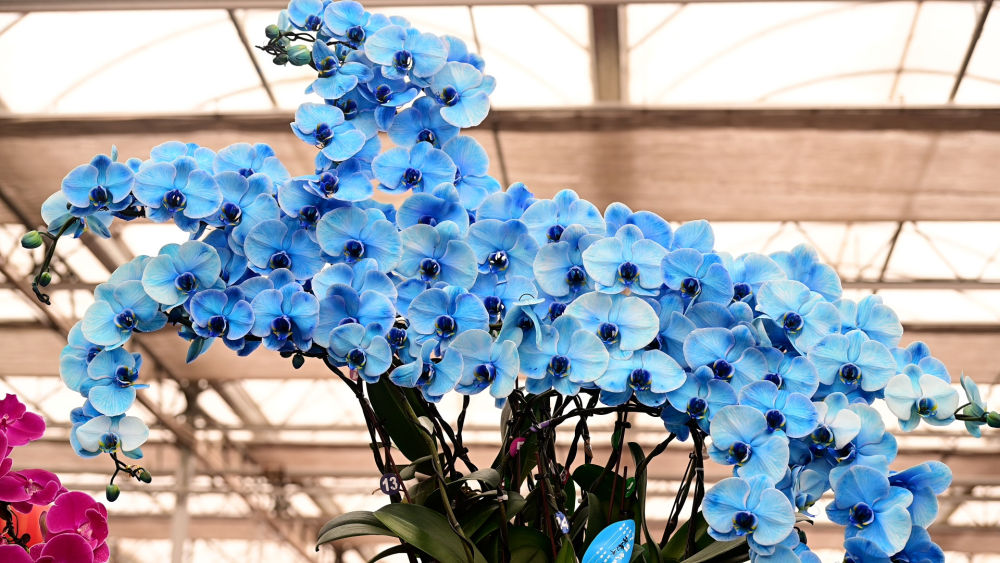 上海复旦大学肿瘤医院黄牛号贩子票贩子代网上预约代挂号电话新春走基层|年宵花开,日子更红火