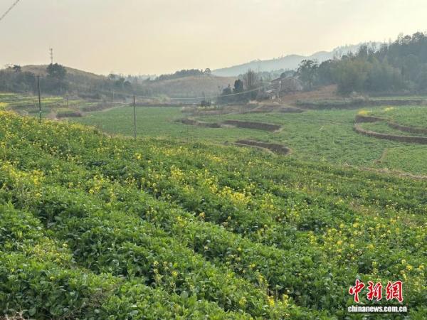 上海市中医医院黄牛号贩子票贩子代网上预约代挂号电话全国人大代表沈昌健:泥土里育“金种” 田埂上传“农声”