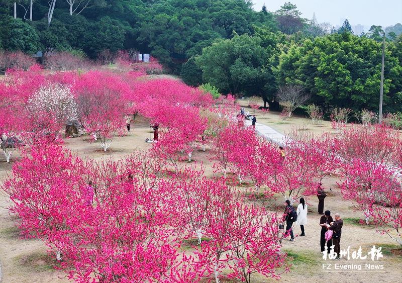 福州森林公园桃花盛放