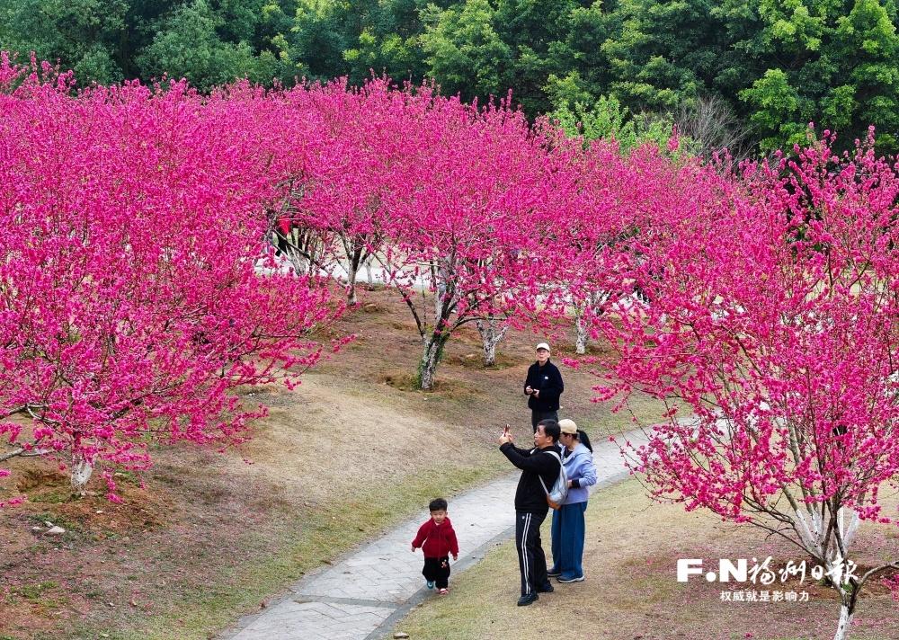 桃花盛放扮靓福州植物园 桃花盛放扮靓福州植物园