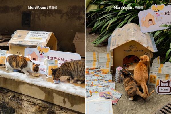 上海市精神卫生中心黄继忠石华孟杜亚松赵志民程文红黄牛挂号电话跨界聚力,爱暖校园:茉酸奶携手生生不息守护流浪小动物