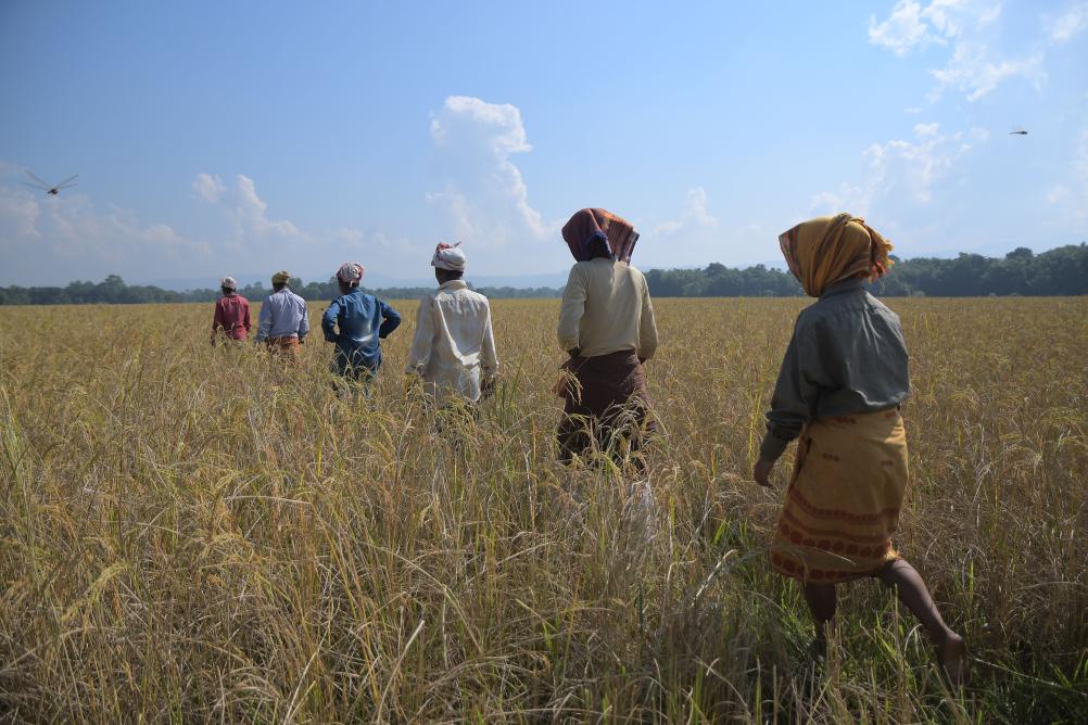 海运受阻 40万吨印度大米难抵中东