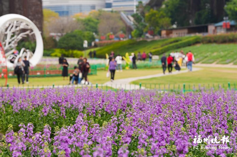 福州花海公园1.5万平方米紫罗兰盛放