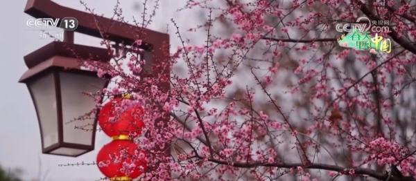 
上海各大医院黄牛挂号电话各地春日文旅持续升温 “赏花流量”转化为“消费留量”