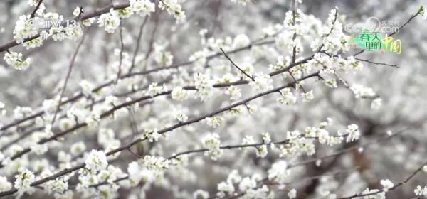 
上海各大医院黄牛挂号电话各地春日文旅持续升温 “赏花流量”转化为“消费留量”