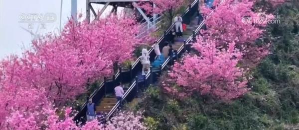 
上海各大医院黄牛挂号电话各地春日文旅持续升温 “赏花流量”转化为“消费留量”