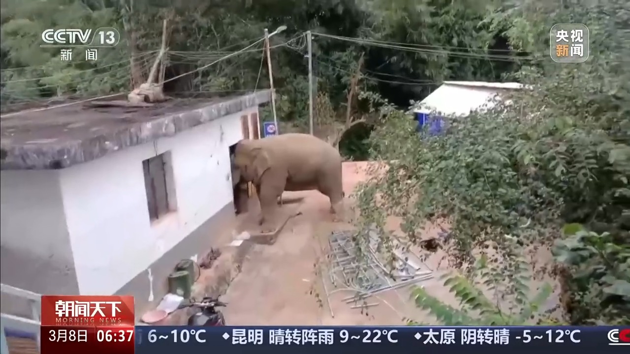 
安贞医院黄牛号贩子票贩子代网上预约代挂号电话保护野生动物不仅靠“情怀”更靠“机制” 多地交上答卷