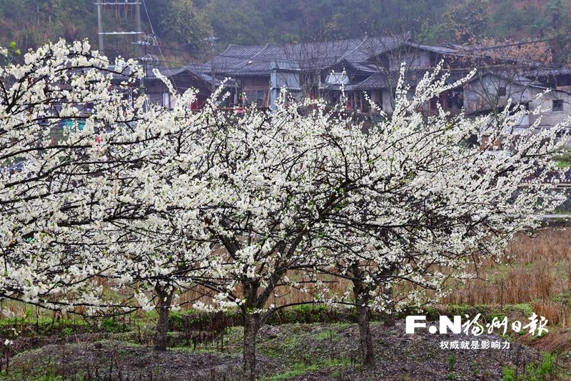 永泰13万亩李花竞相绽放 科技加持产业升级