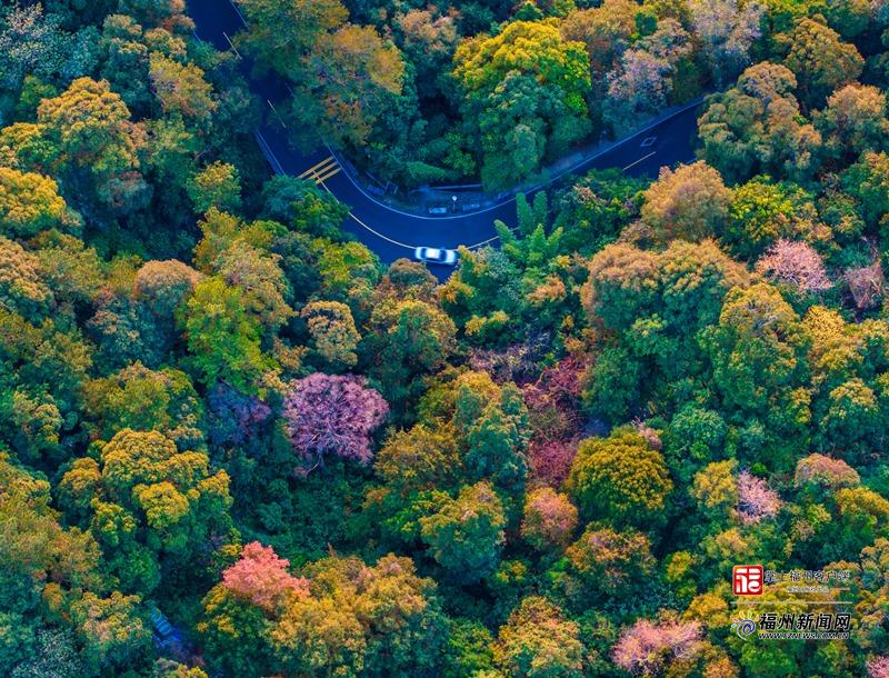 福州,到底有多“绿”?履“植”报告来了! 福州,到底有多“绿”?履“植”报告来了!