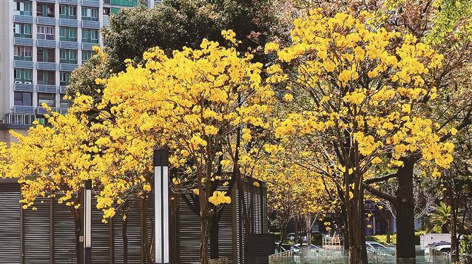 风铃木盛放鹭岛披金装 赏花要抓紧花期只有10至15天