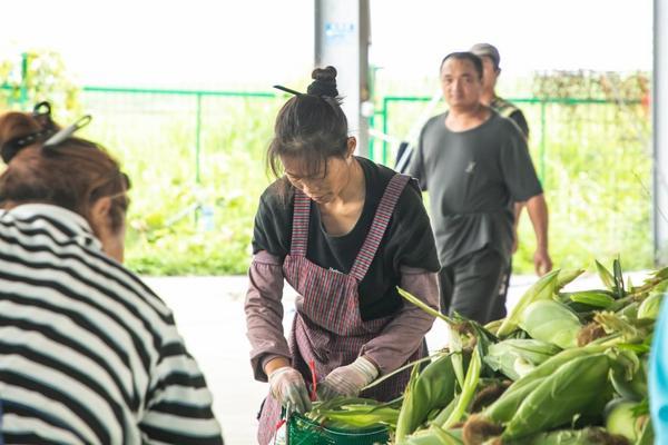 武警总医院黄牛号贩子票贩子代网上预约代挂号电话钱大妈直采海南东方玉米,新鲜直达大湾区消费者餐桌