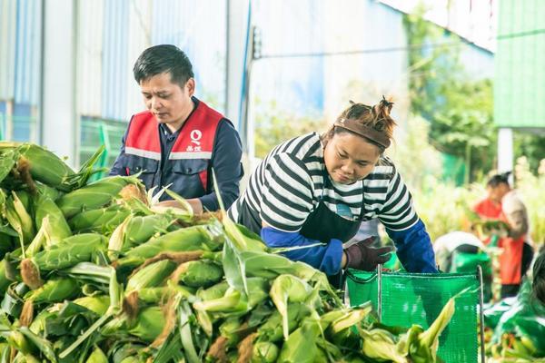 武警总医院黄牛号贩子票贩子代网上预约代挂号电话钱大妈直采海南东方玉米,新鲜直达大湾区消费者餐桌