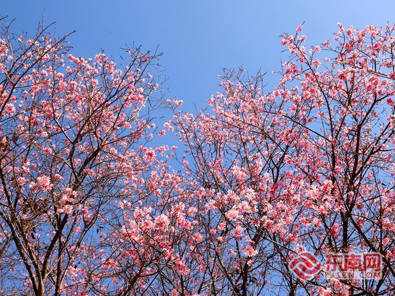 漳州开发区：樱花盛放 共赴春日浪漫之约