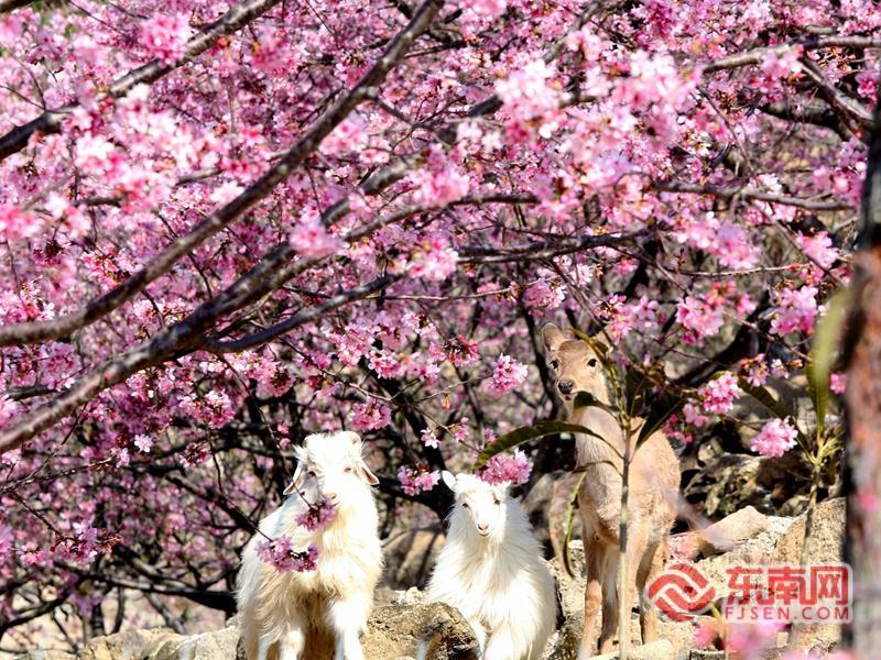 漳州开发区：樱花盛放 共赴春日浪漫之约