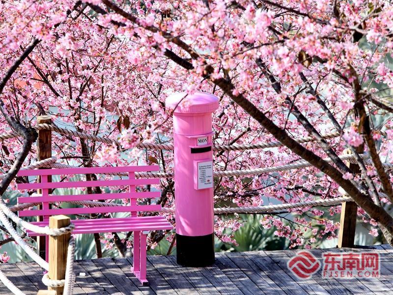 漳州开发区：樱花盛放 共赴春日浪漫之约