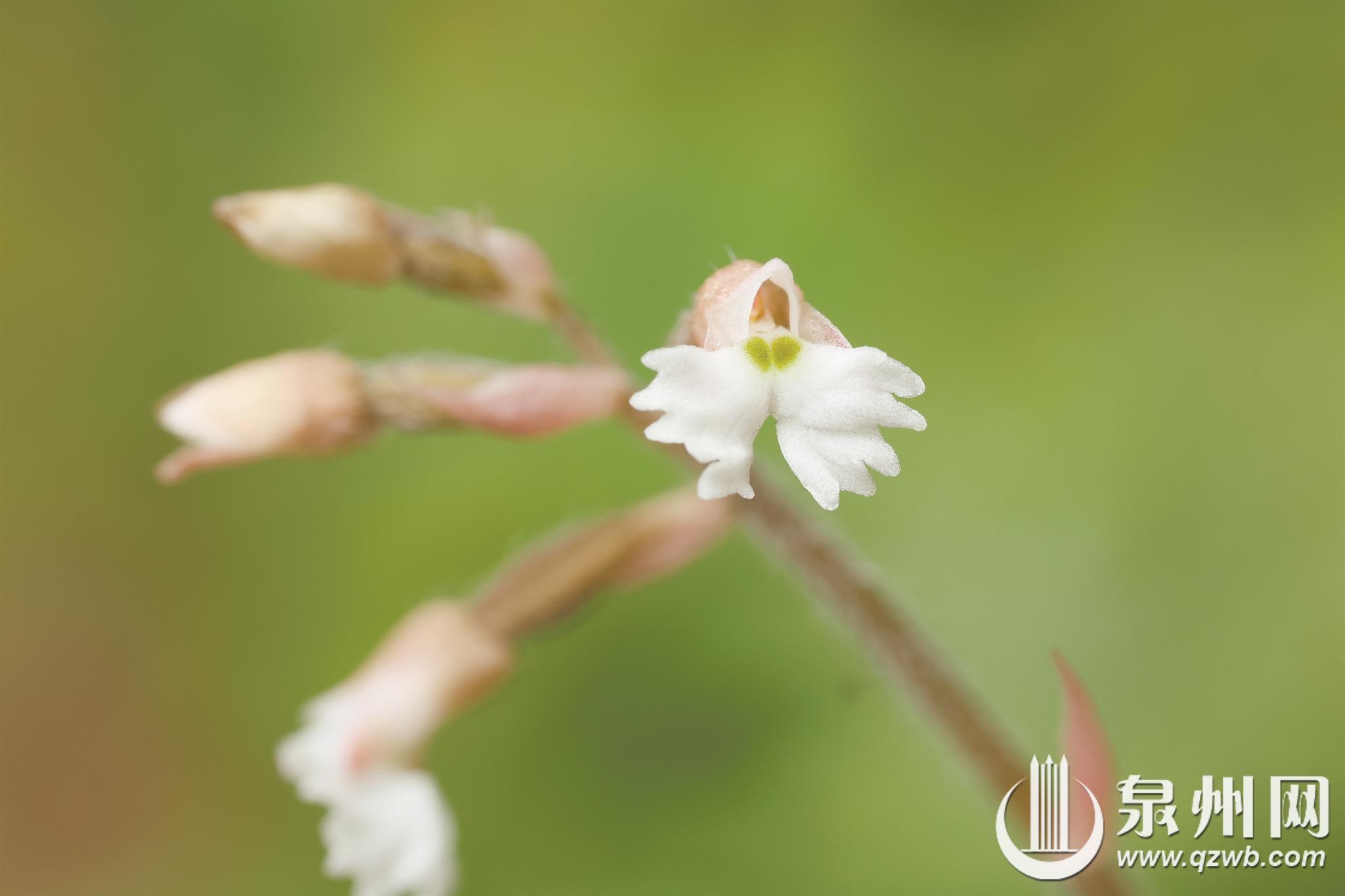 戴云山保护区“添新丁” 极危物种广东异型兰现身