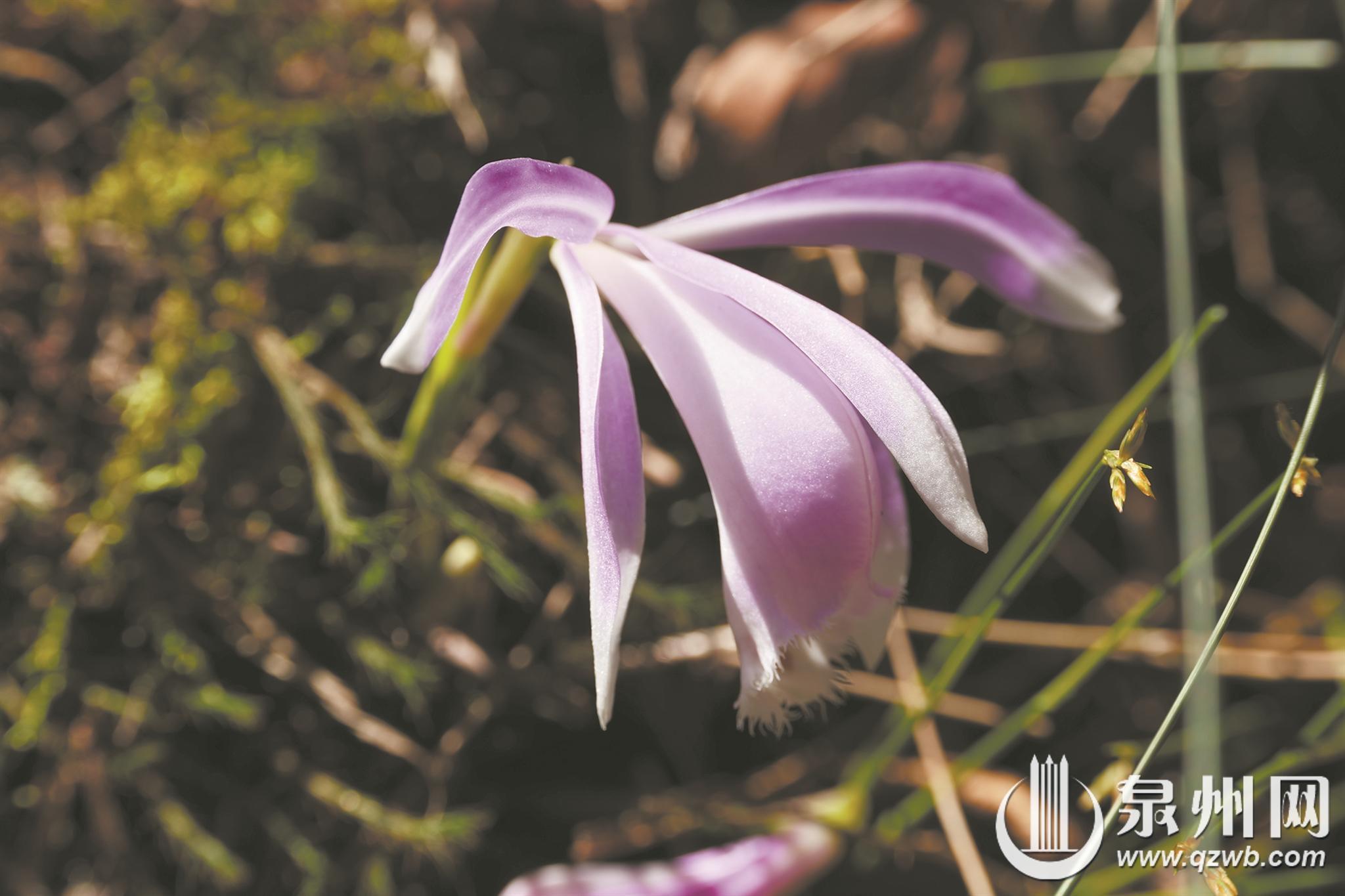 戴云山保护区“添新丁” 极危物种广东异型兰现身