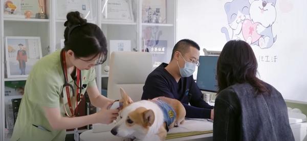 
清华长庚医院黄牛号贩子票贩子代网上预约代挂号电话宠物“医保卡”来了！京东保创新推出新宠365天保障、药品100%直赔