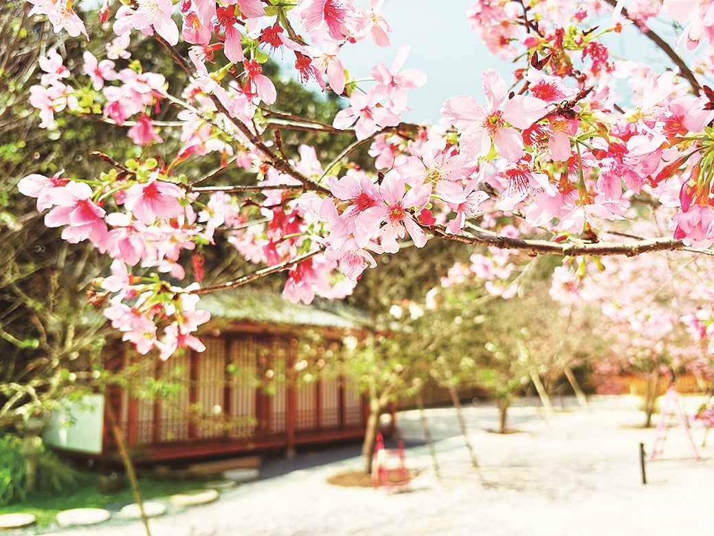 花都开了，别错过漳州的春天！