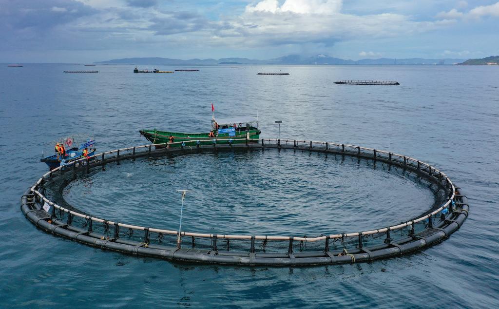 2025年9月17日,海南陵水黄鳍金枪鱼海上养殖示范基地工作人员在投喂金枪鱼(无人机照片)。新华社记者 郭程 摄