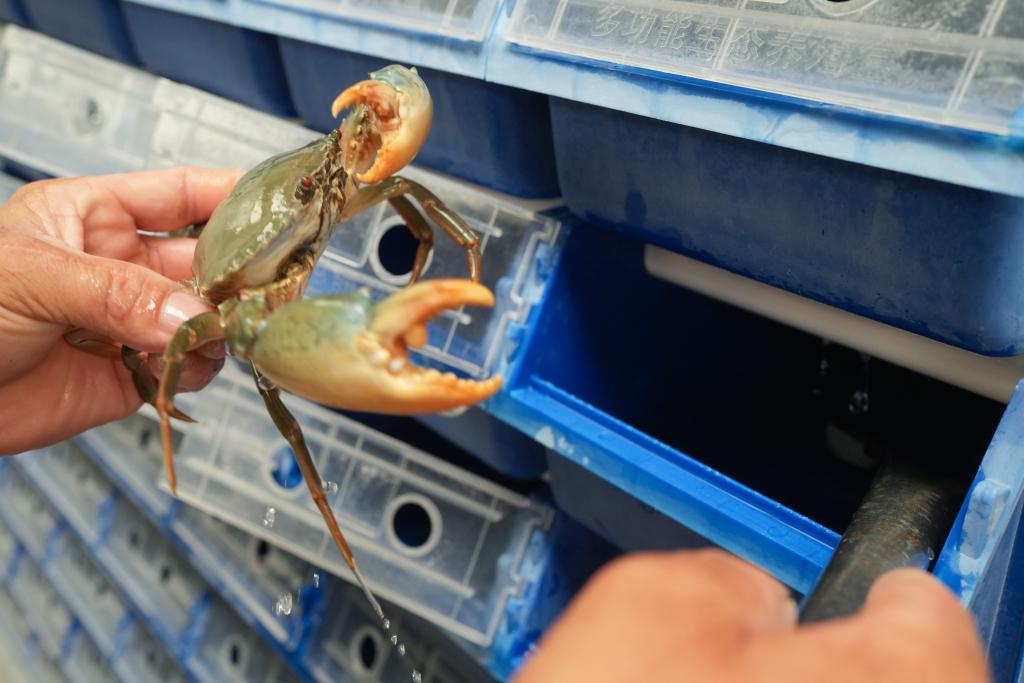 2025年9月2日,在浙江省宁海县一市镇的一家青蟹生产企业,工作人员在暂储青蟹的“蟹公寓”中查看其健康状态。新华社记者 翁忻旸 摄